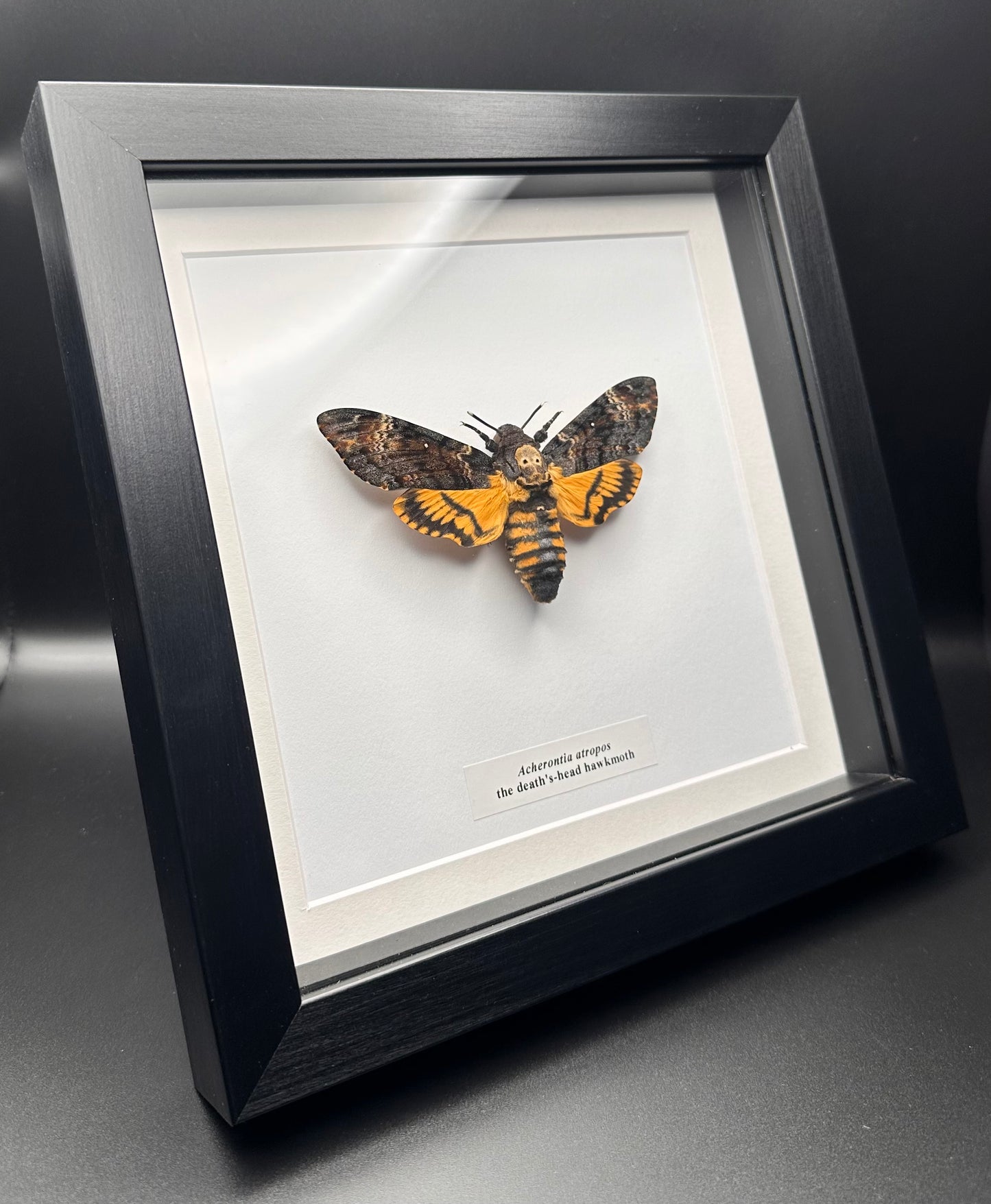 Acherontia atropos - the death’s-head hawkmoth