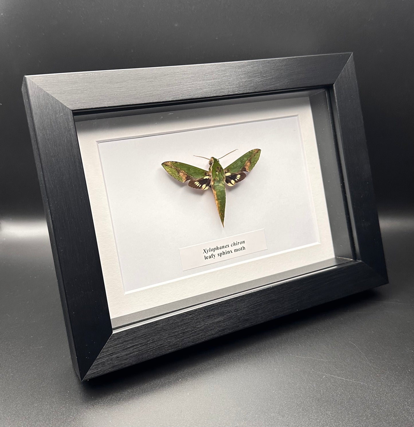 Xylophones chiron - leafy sphinx moth