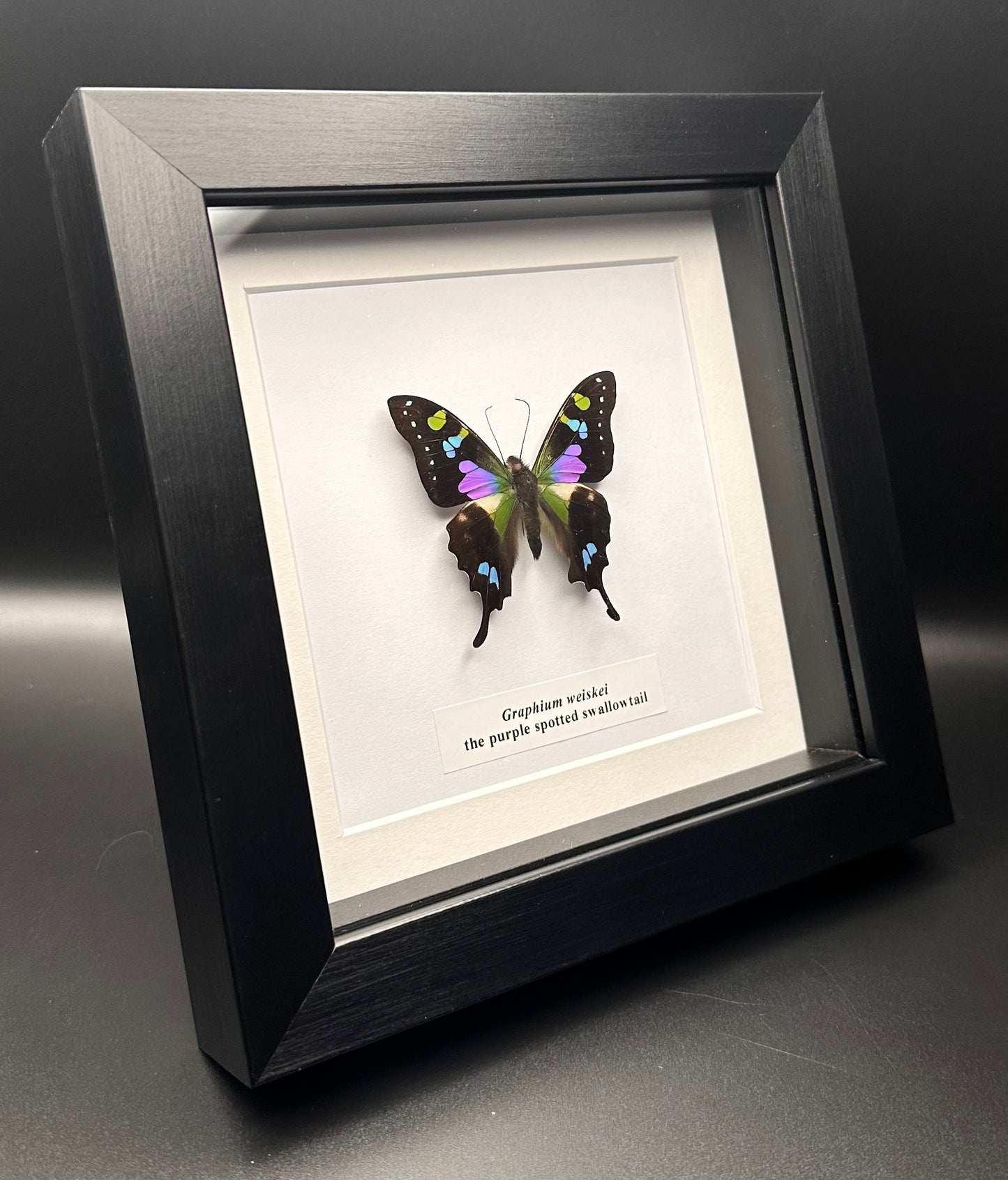 Graphium weiskei - the purple spotted swallowtail