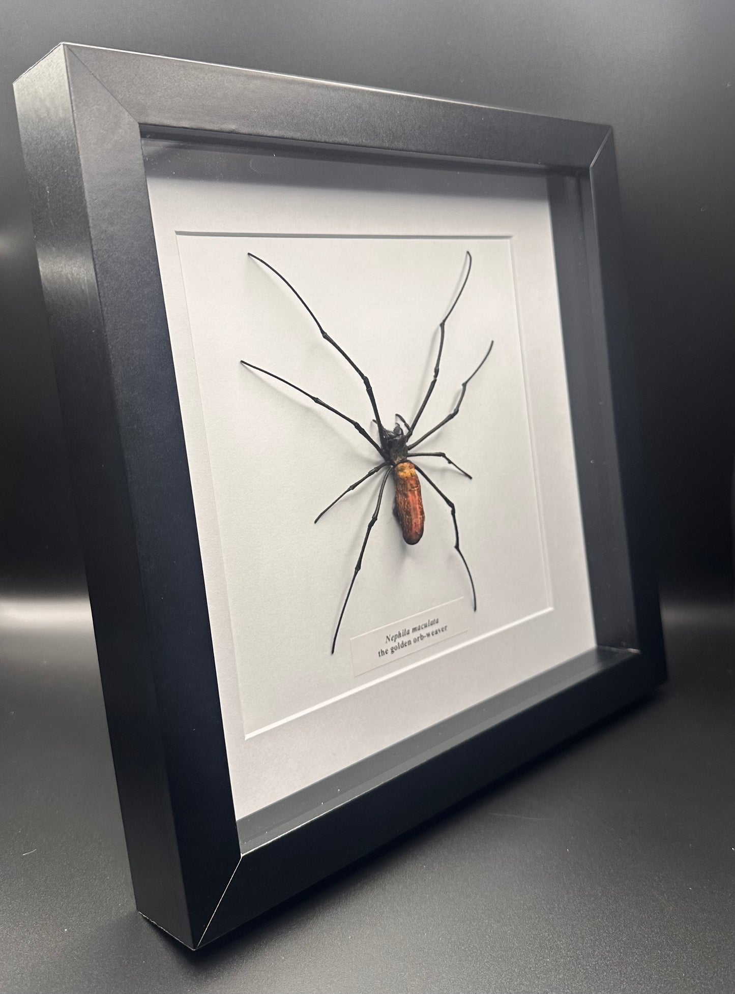 Nephila maculata - the golden orb-weaver