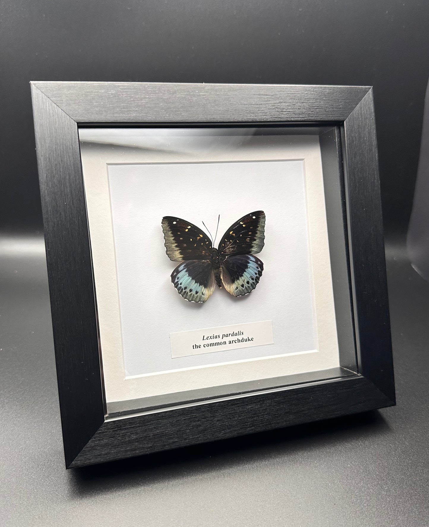 Lexias pardalis - the common archduke