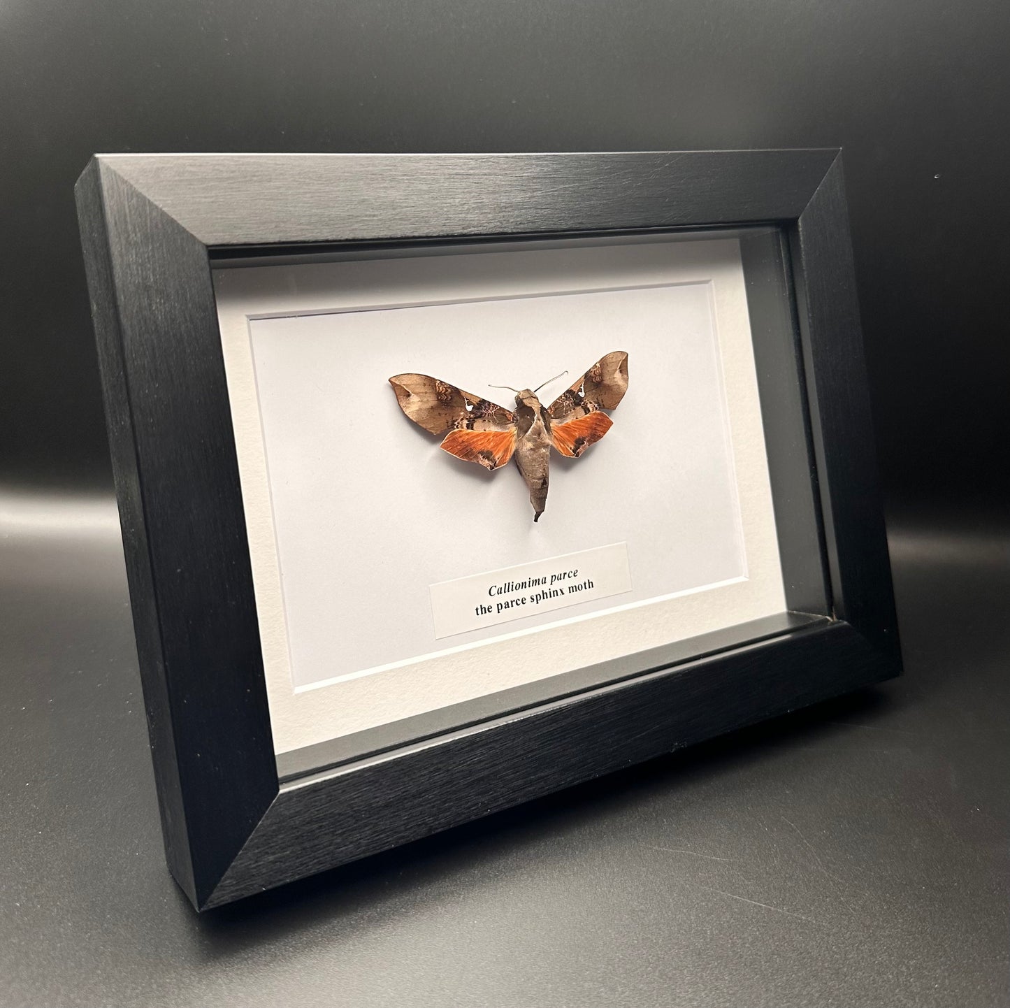 Callionima parce - the parce sphinx moth