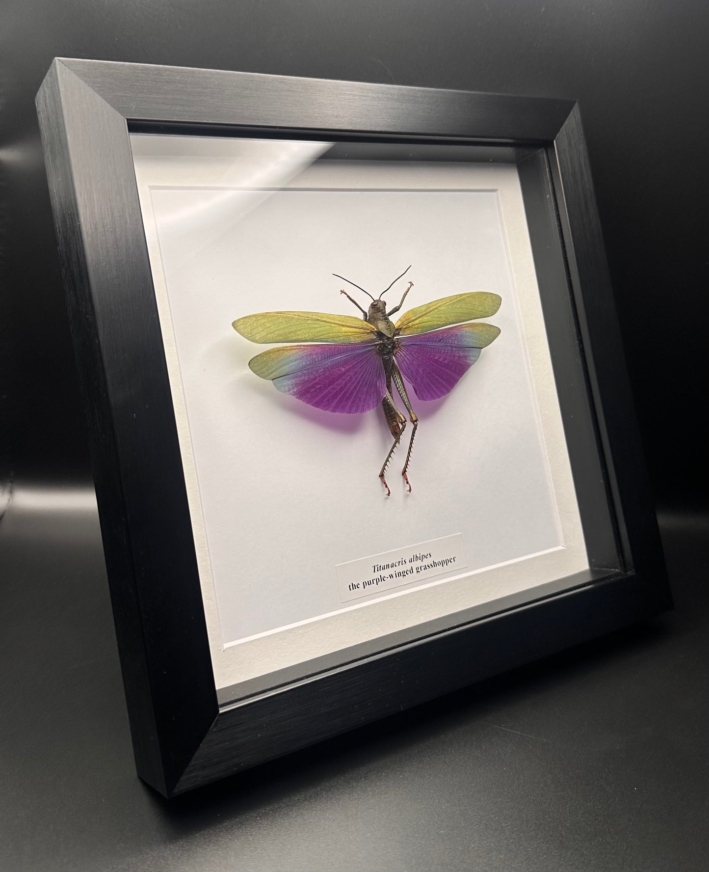 Titanacris albipes - the purple-winged grasshopper