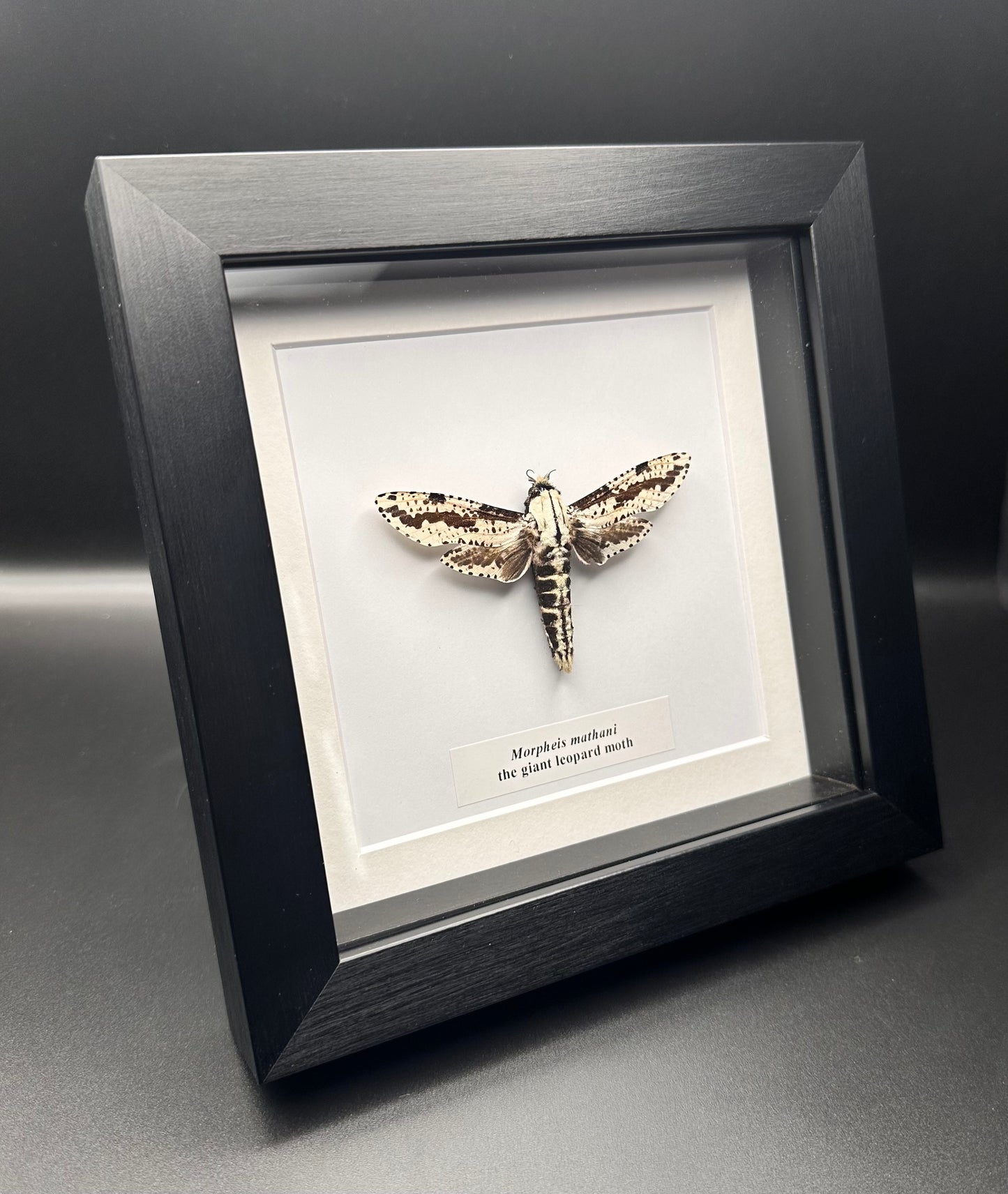 Morpheis mathani - the giant leopard moth
