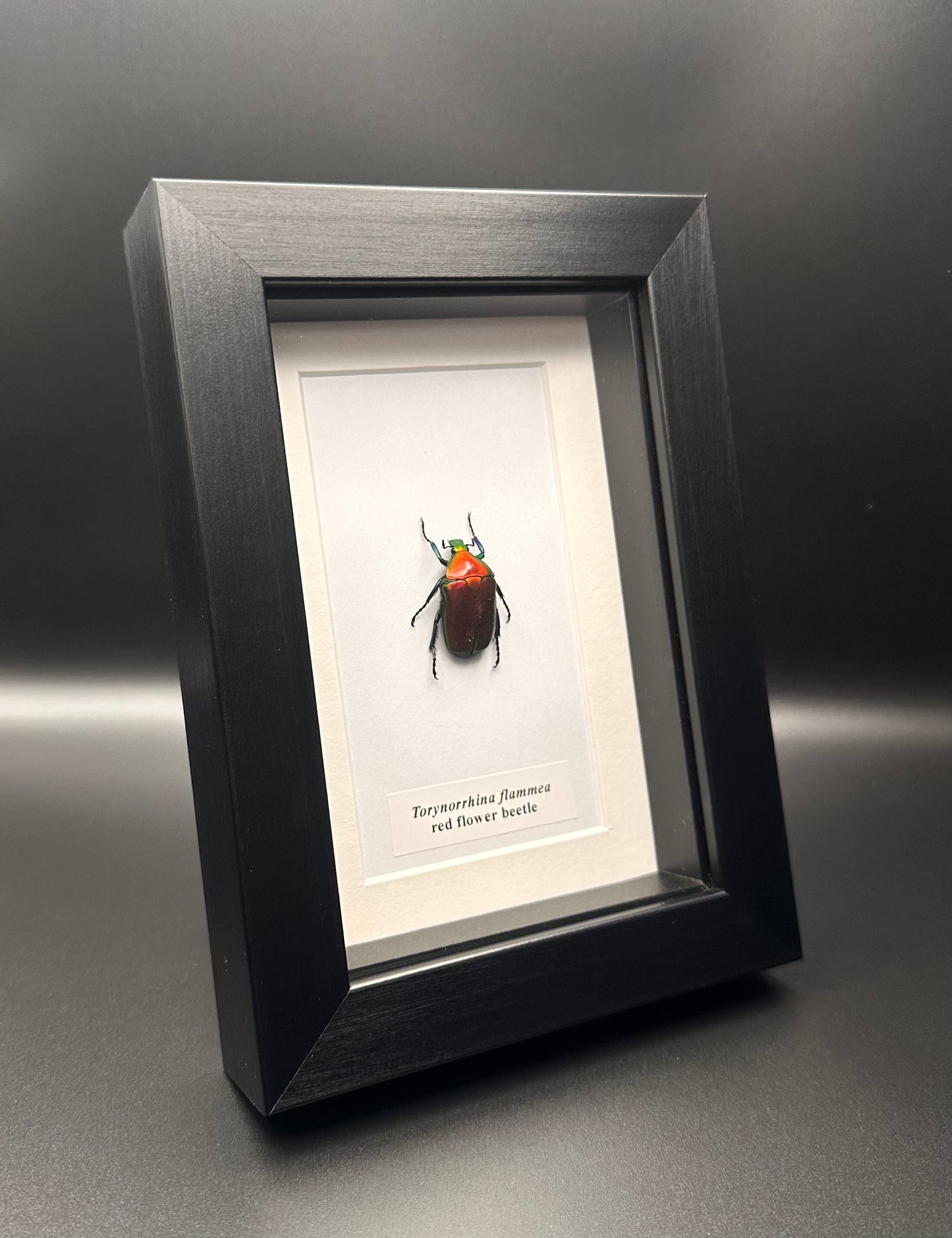 Torynorrhina flammea - red flower beetle