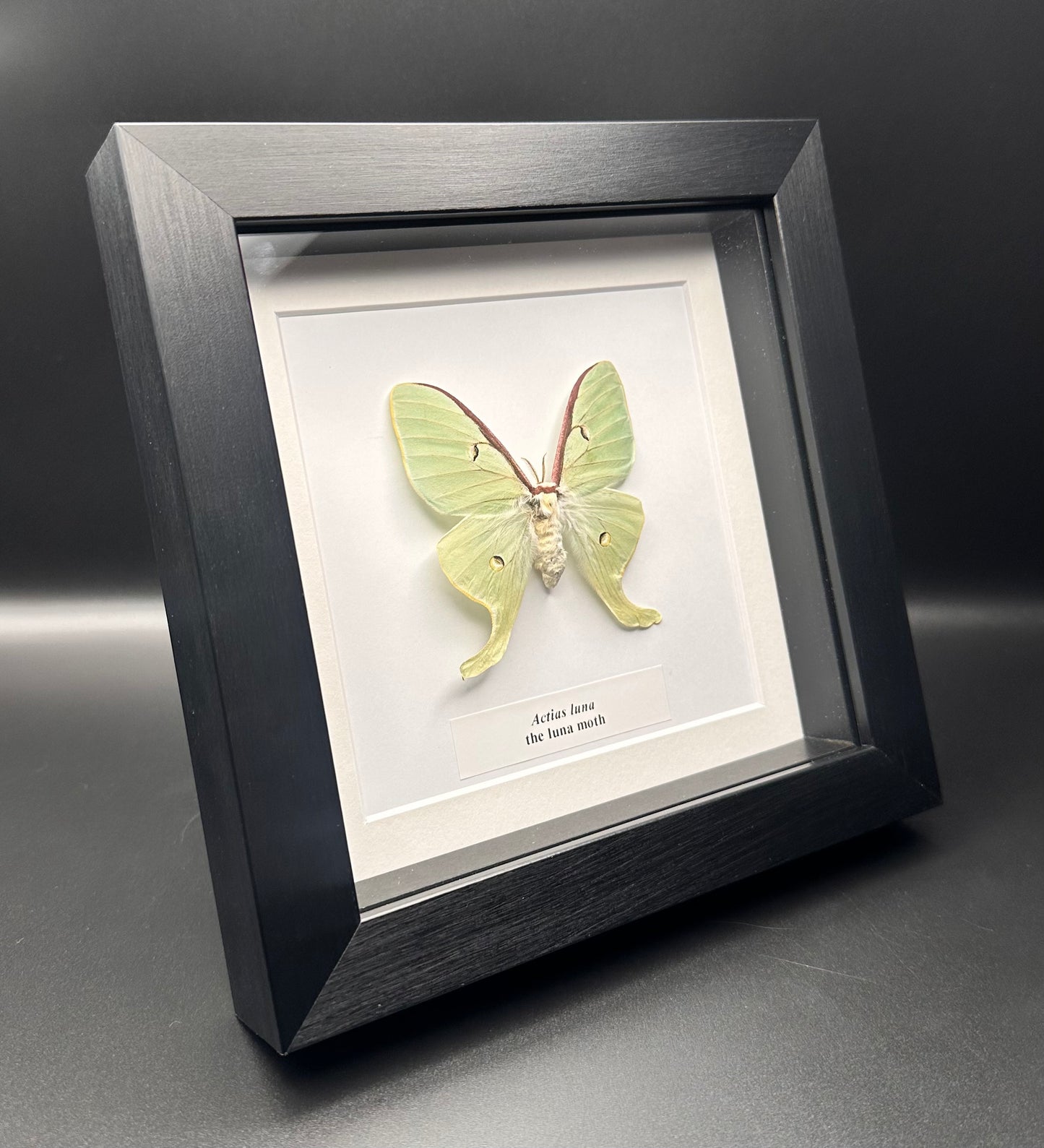 Actias luna - the luna moth