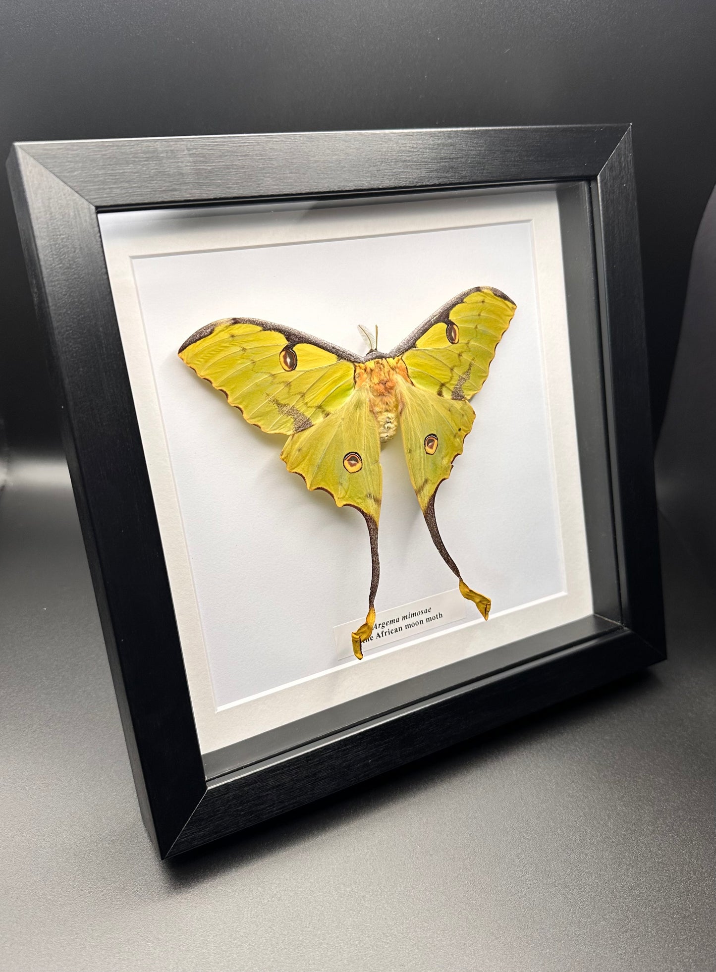Argema mimosae - the African moon moth