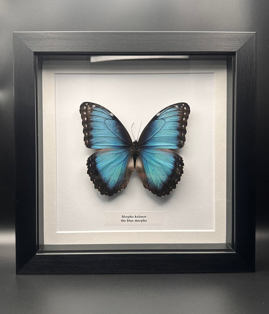 Morpho helenor - blue morpho