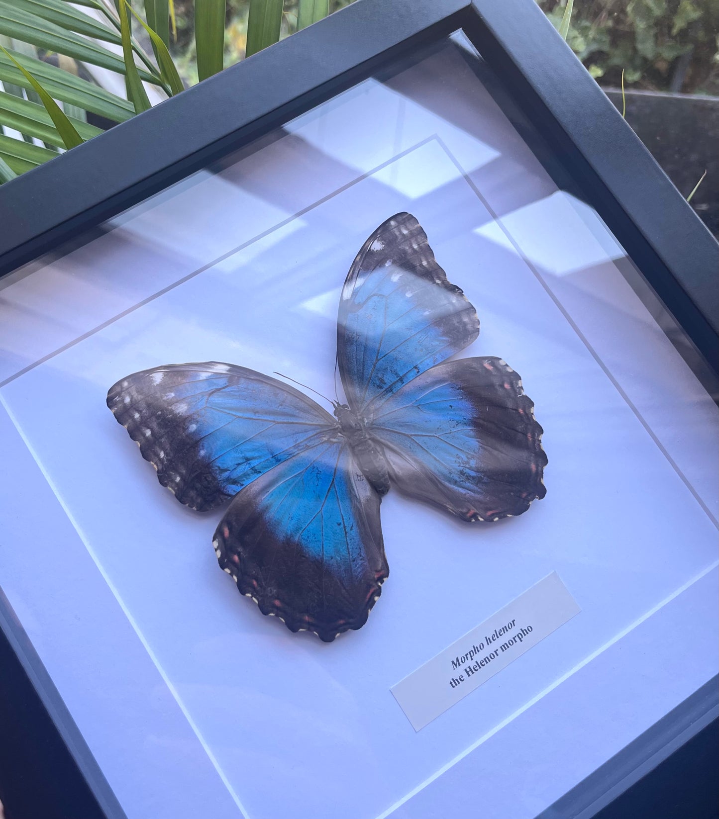 Morpho helenor