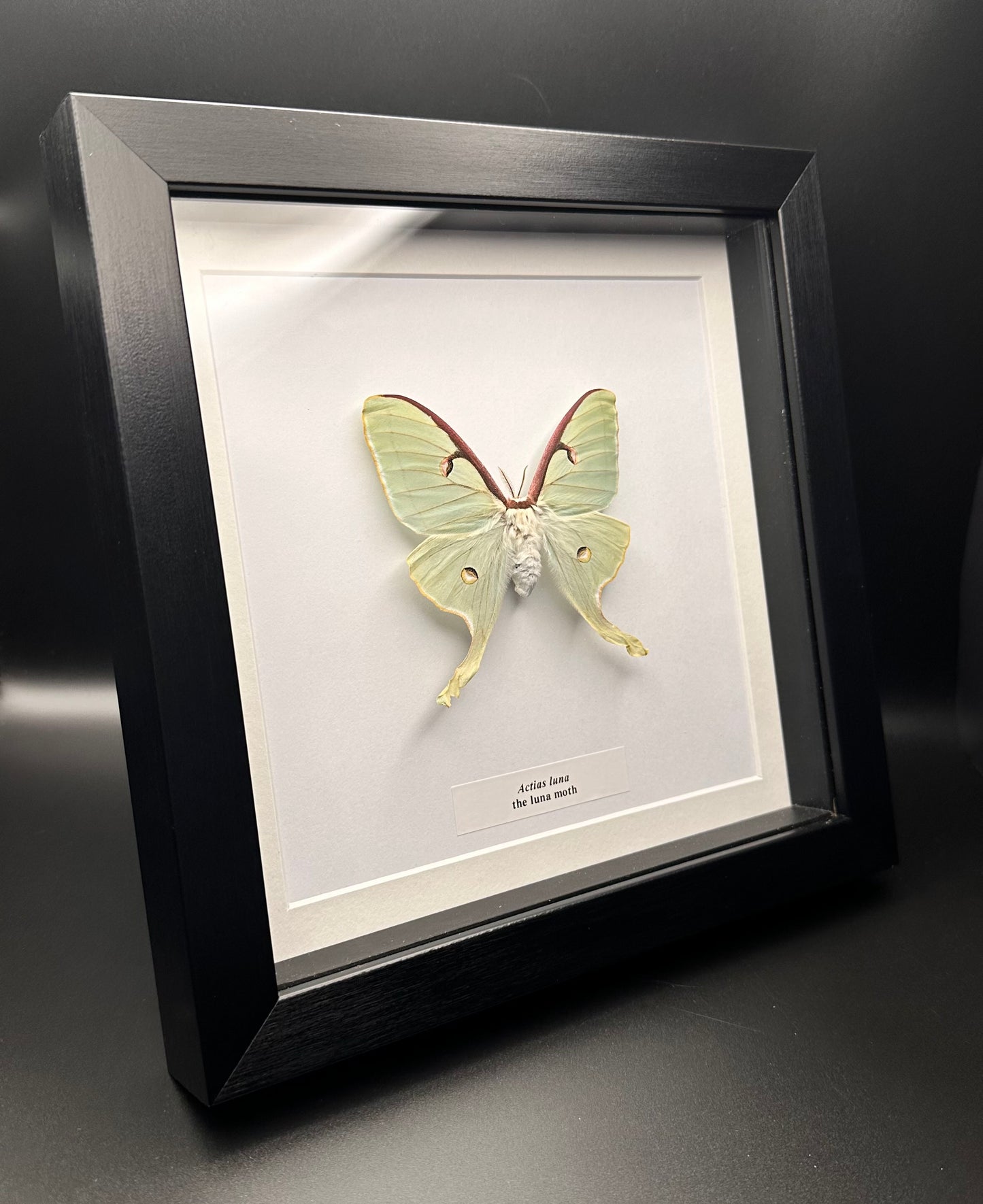 Actias luna - the luna moth