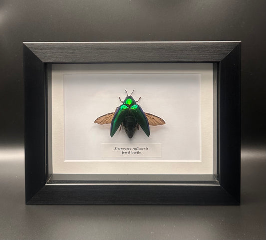 Sternocera ruficornis - jewel bettle