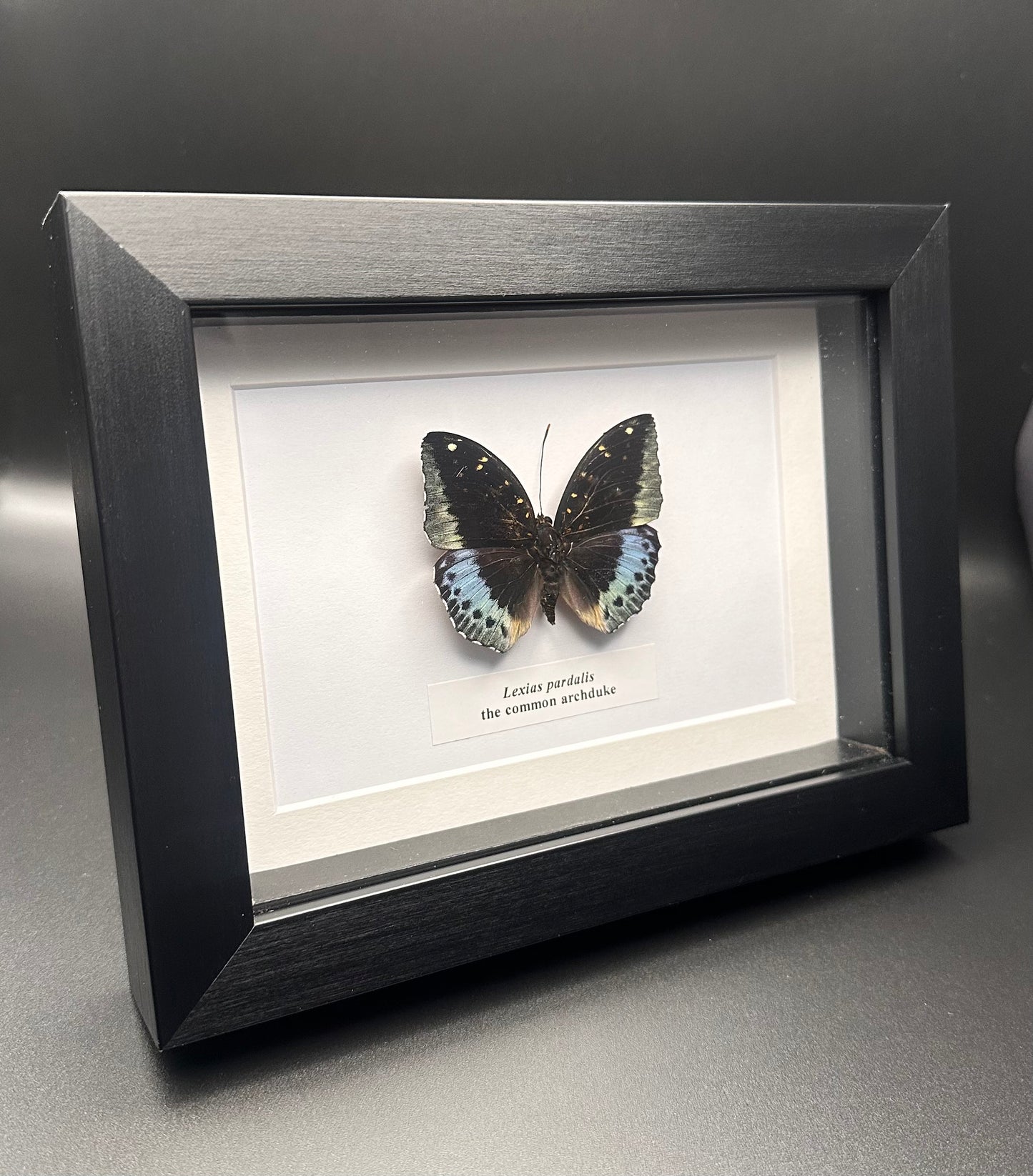 Lexias pardalis - the common archduke