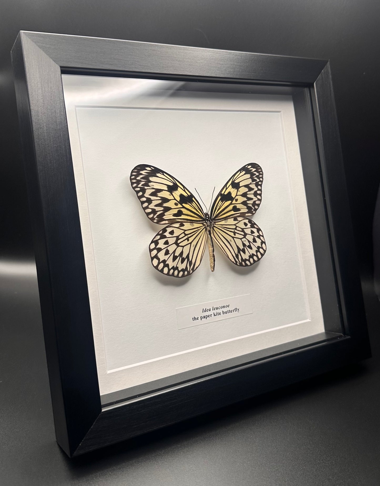 Idea leuconoe - the paper kite butterfly