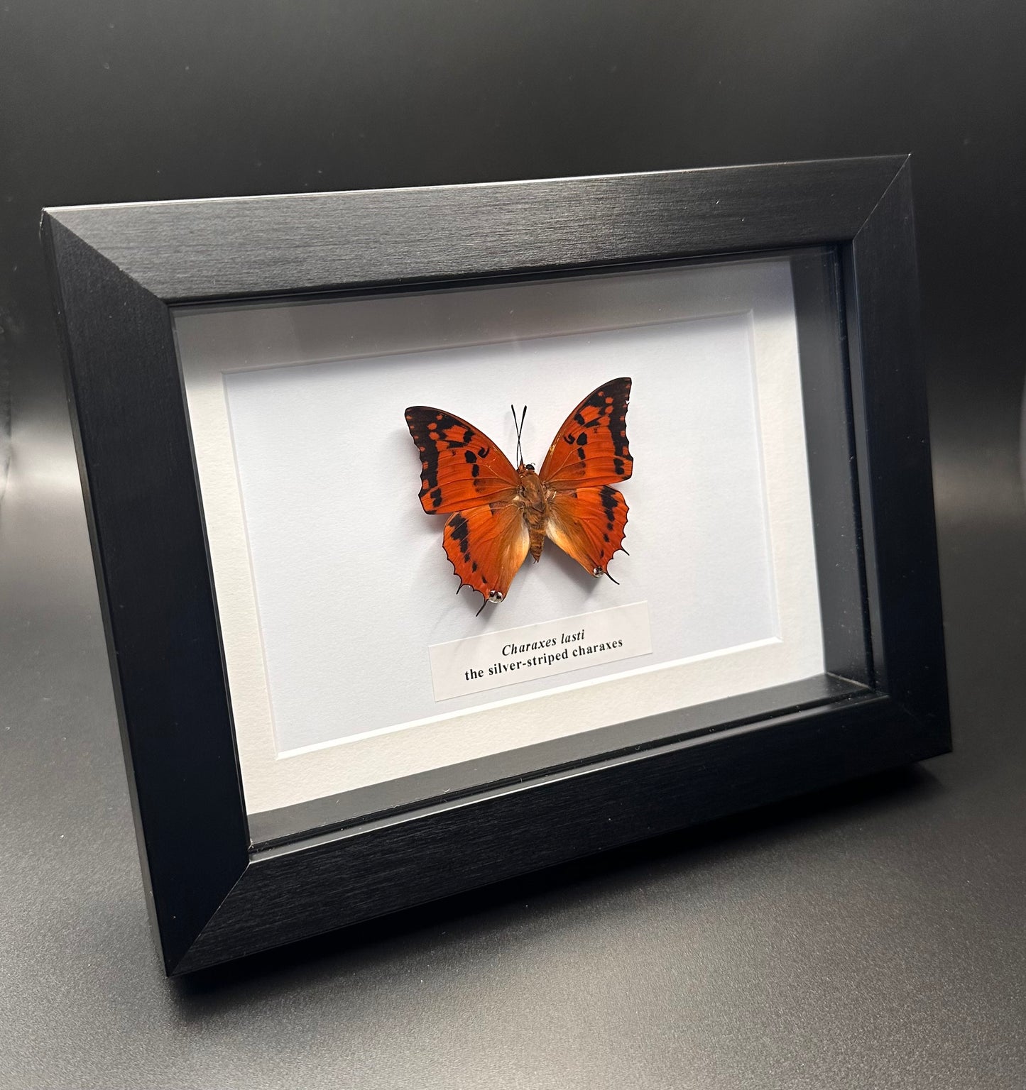 Charaxes lasti - the silver-striped charaxes
