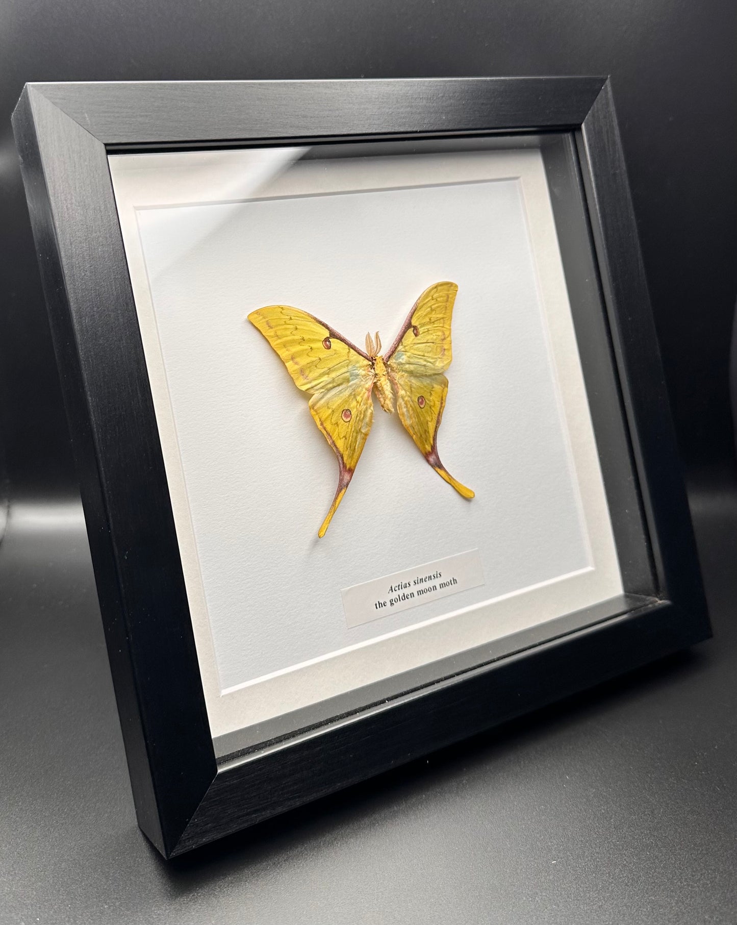 Actias sinensis - the golden moon moth