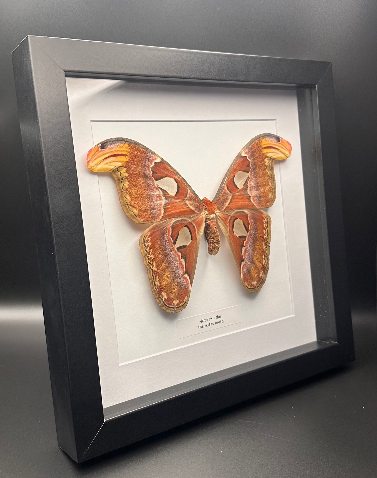 Attacus atlas - the Atlas moth