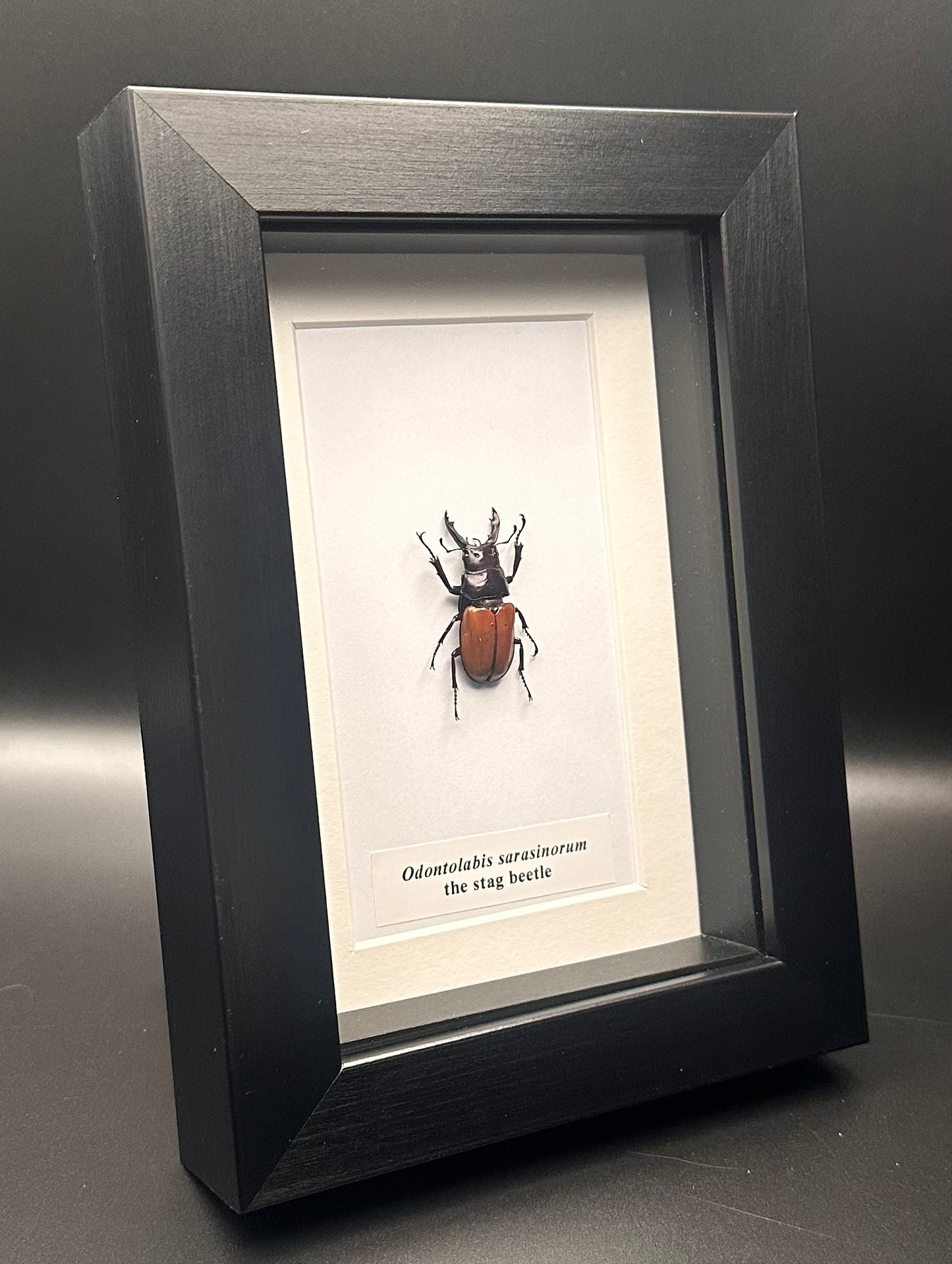 Odontolabis sarasinorum - the stag beetle