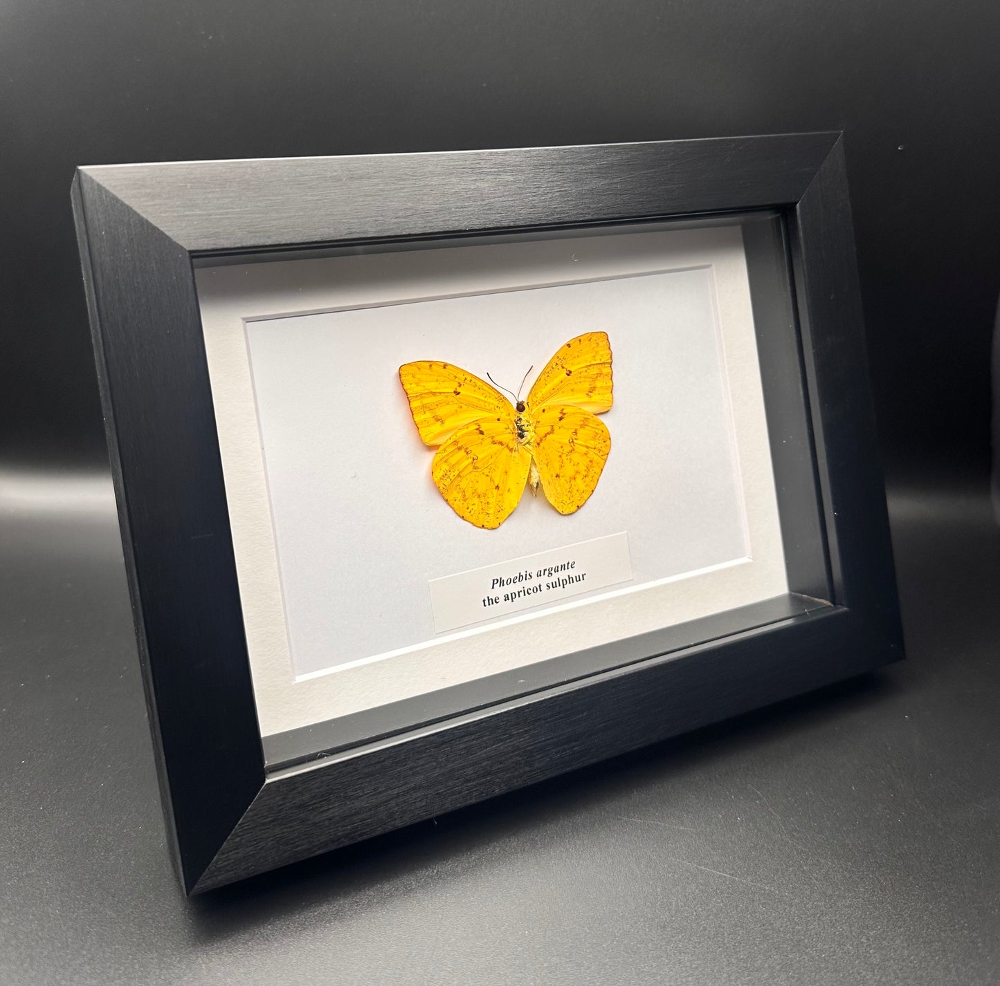 Phoebis argante - the apricot sulphur