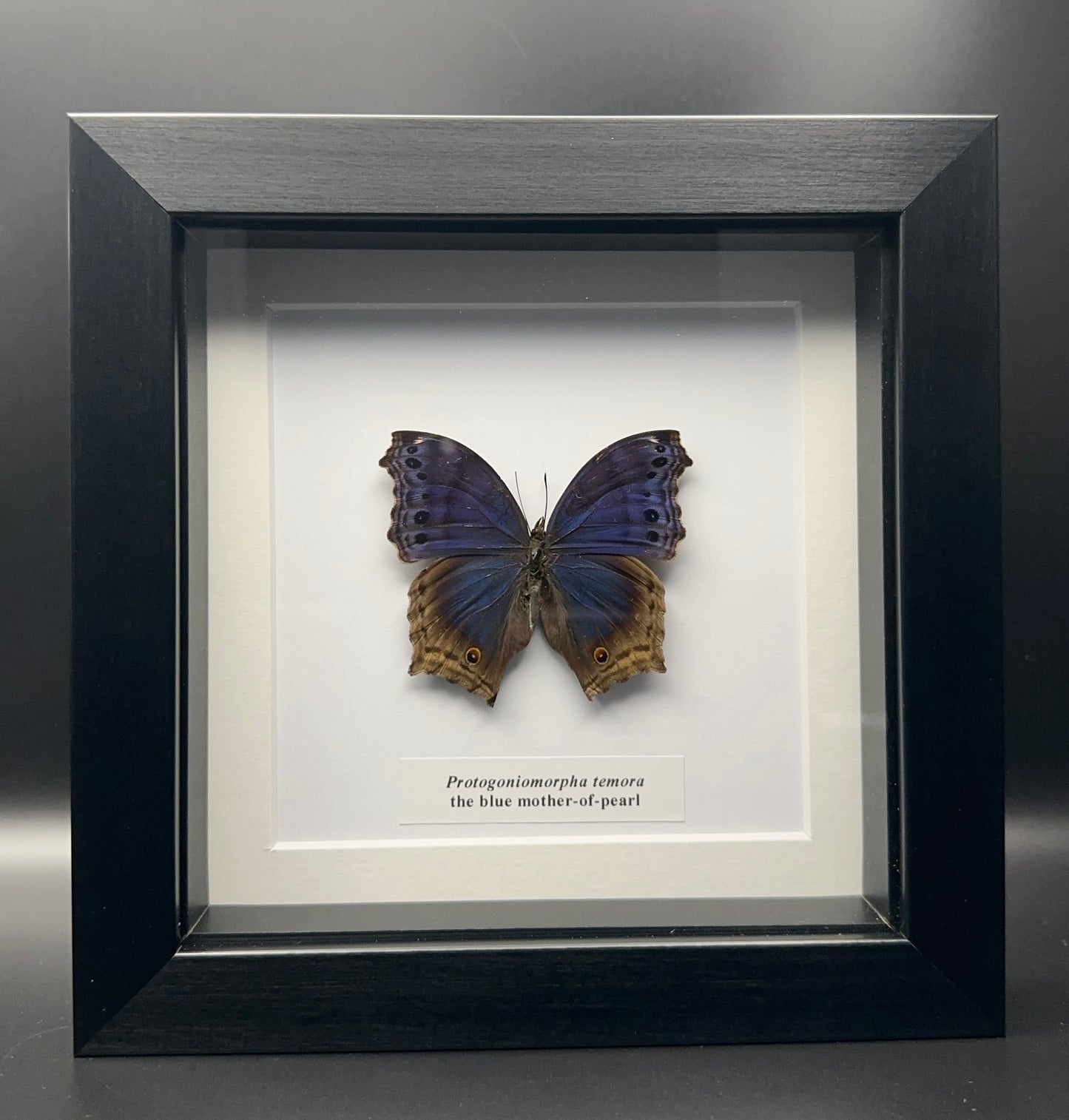 Protogoniomorpha temora - the blue mother-of-pearl