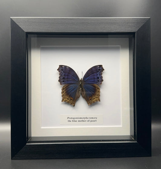 Protogoniomorpha temora - the blue mother-of-pearl