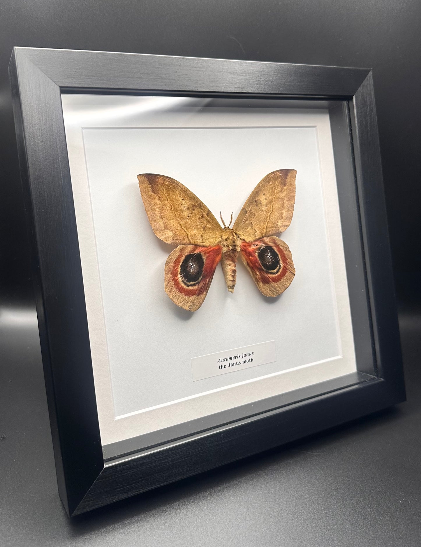 Automeris janus - the Janus moth