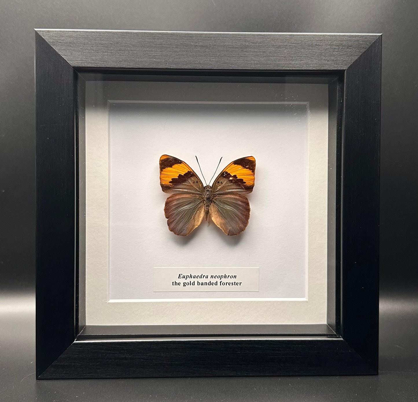 Euphaedra neophron - the gold banded forester