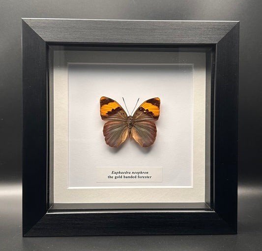Euphaedra neophron - the gold banded forester
