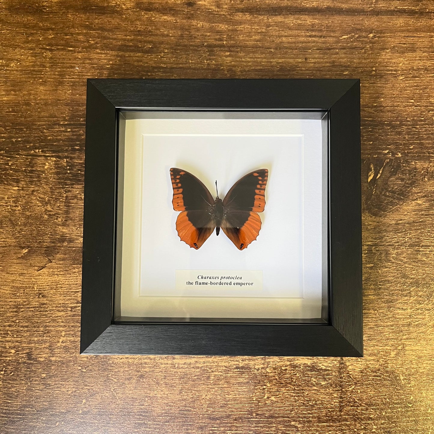 Charaxes protoclea