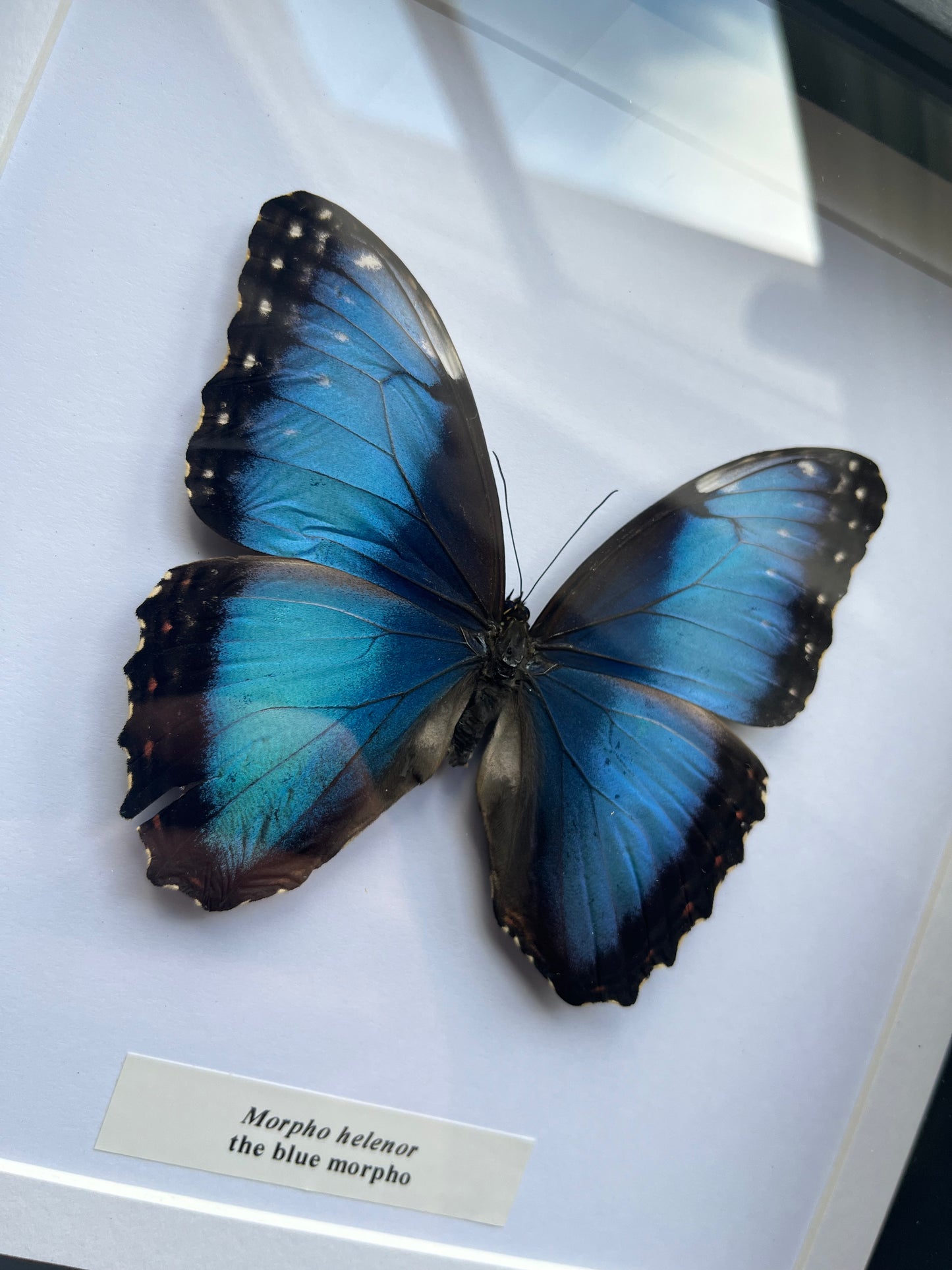 Morpho helenor