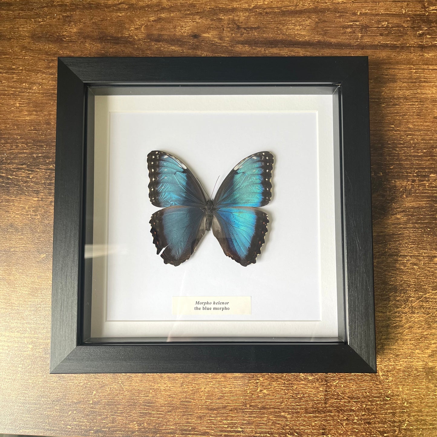 Morpho helenor