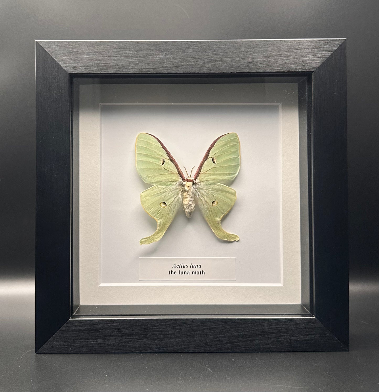 Actias luna - the luna moth