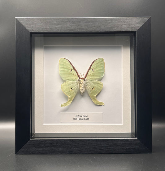 Actias luna - the luna moth