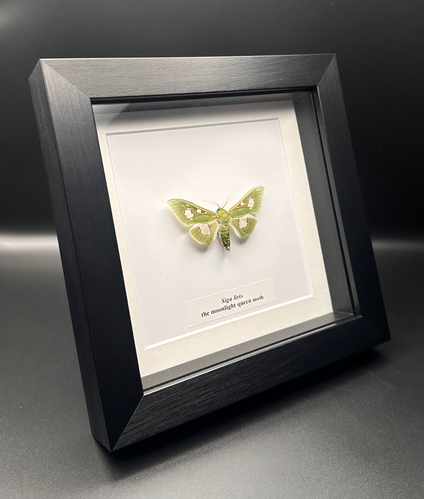 Siga liris - the moonlight queen moth