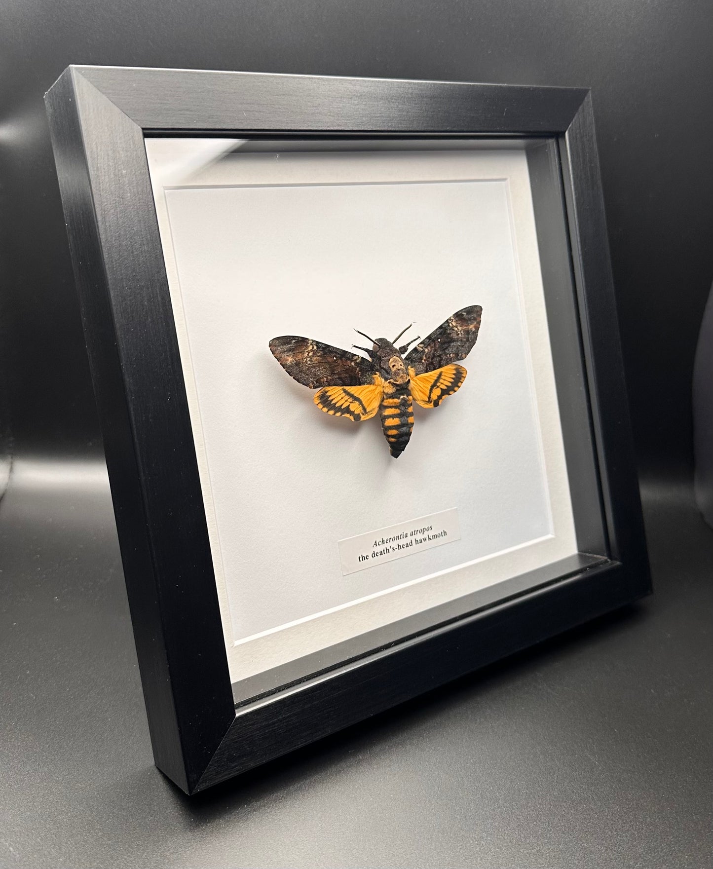 Acherontia atropos - the death’s-head hawkmoth