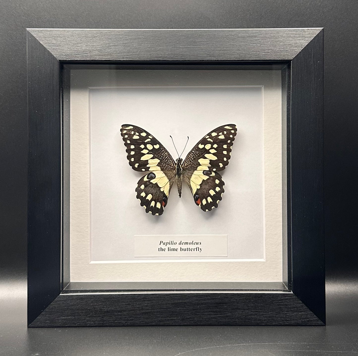 Papilio demoleus - the lime butterfly