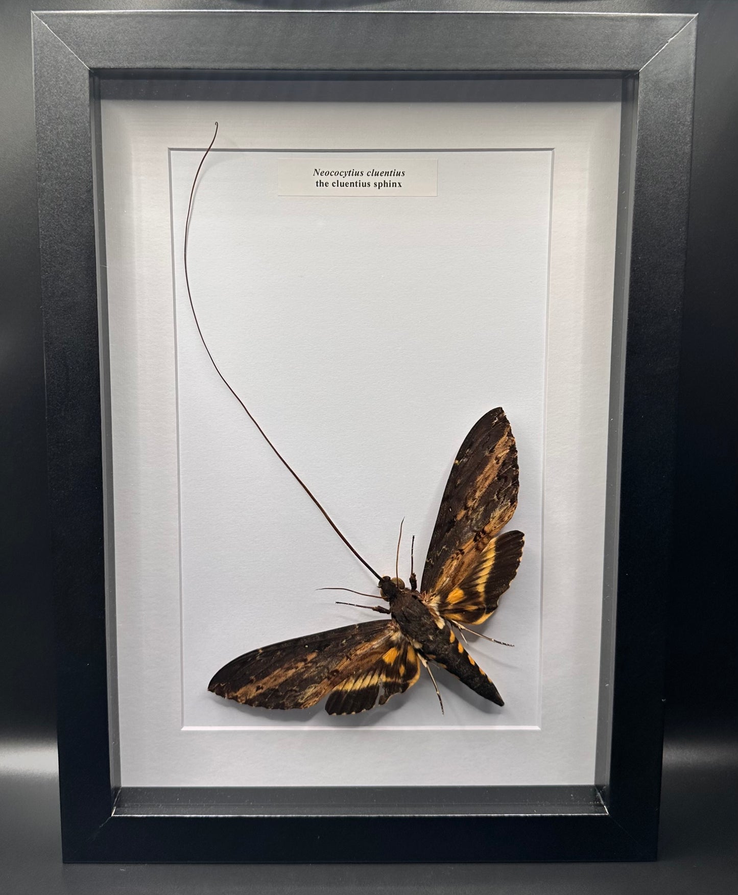 Neococytius cluentius - the cluentius sphinx