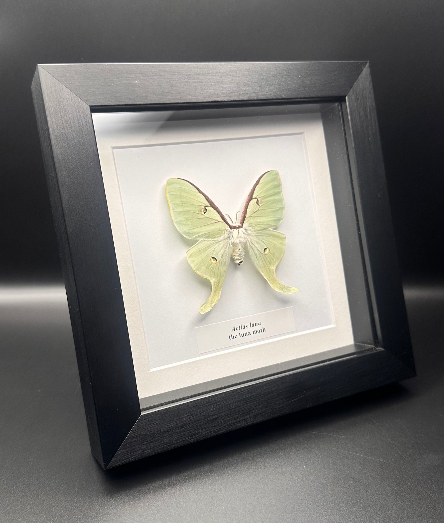 Actias luna - the luna moth