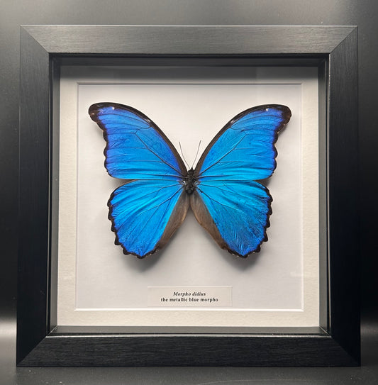 Morpho didius - the metallic blue morpho