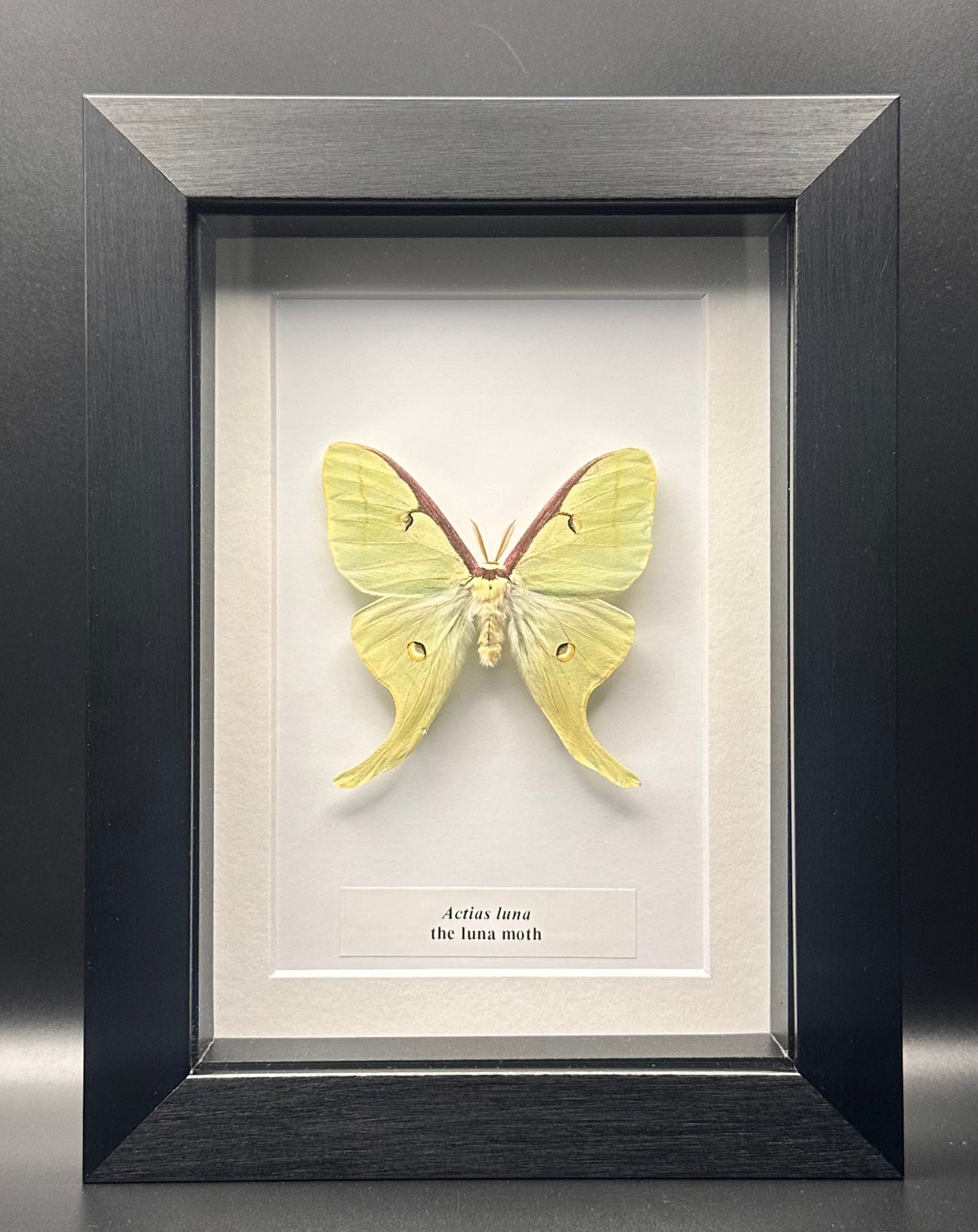 Actias luna - the luna moth