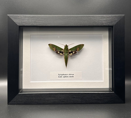 Xylophones chiron - leafy sphinx moth