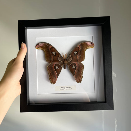 Attacus lorquinii