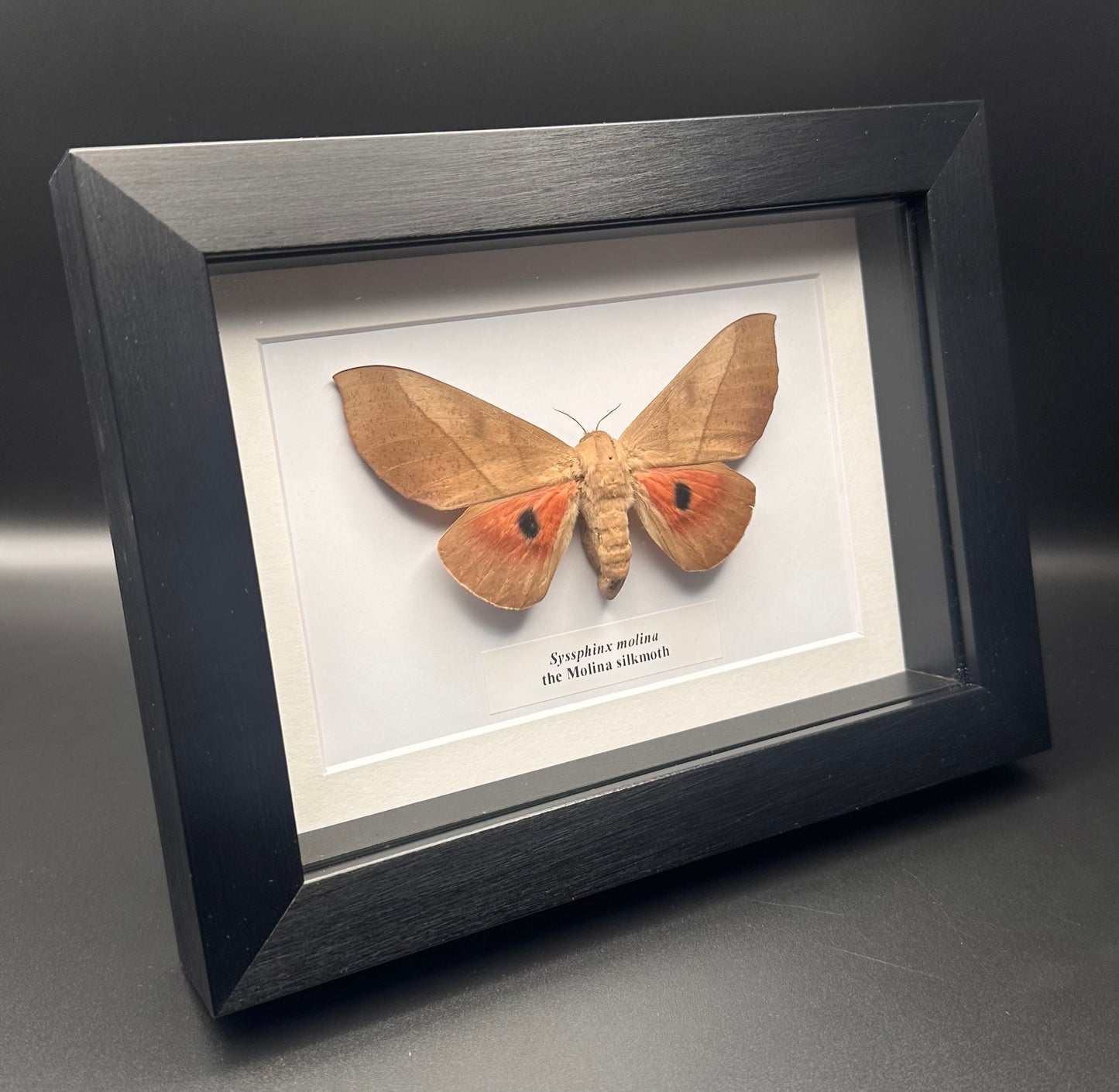 Syssphinx molina - the Molina silkmoth