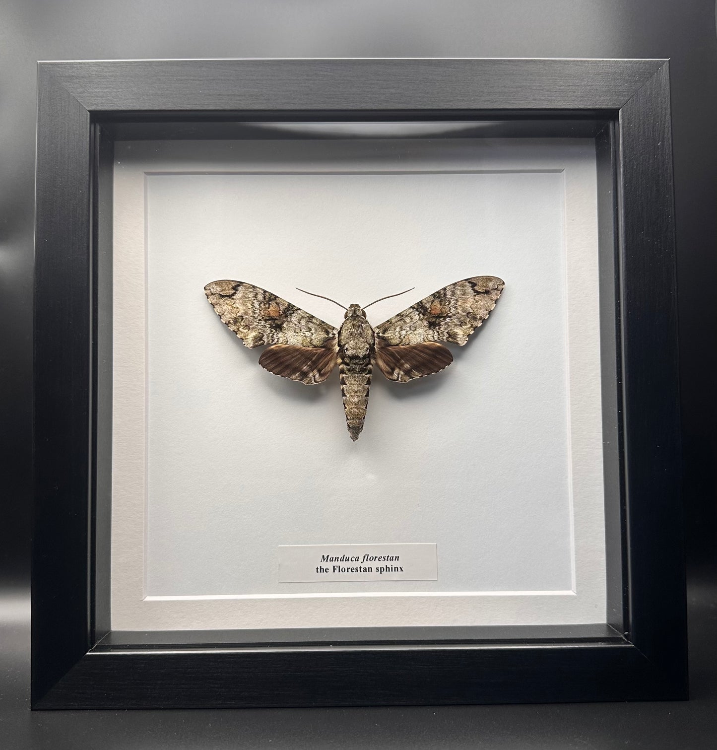 Manduca florestan - the Florestan sphinx