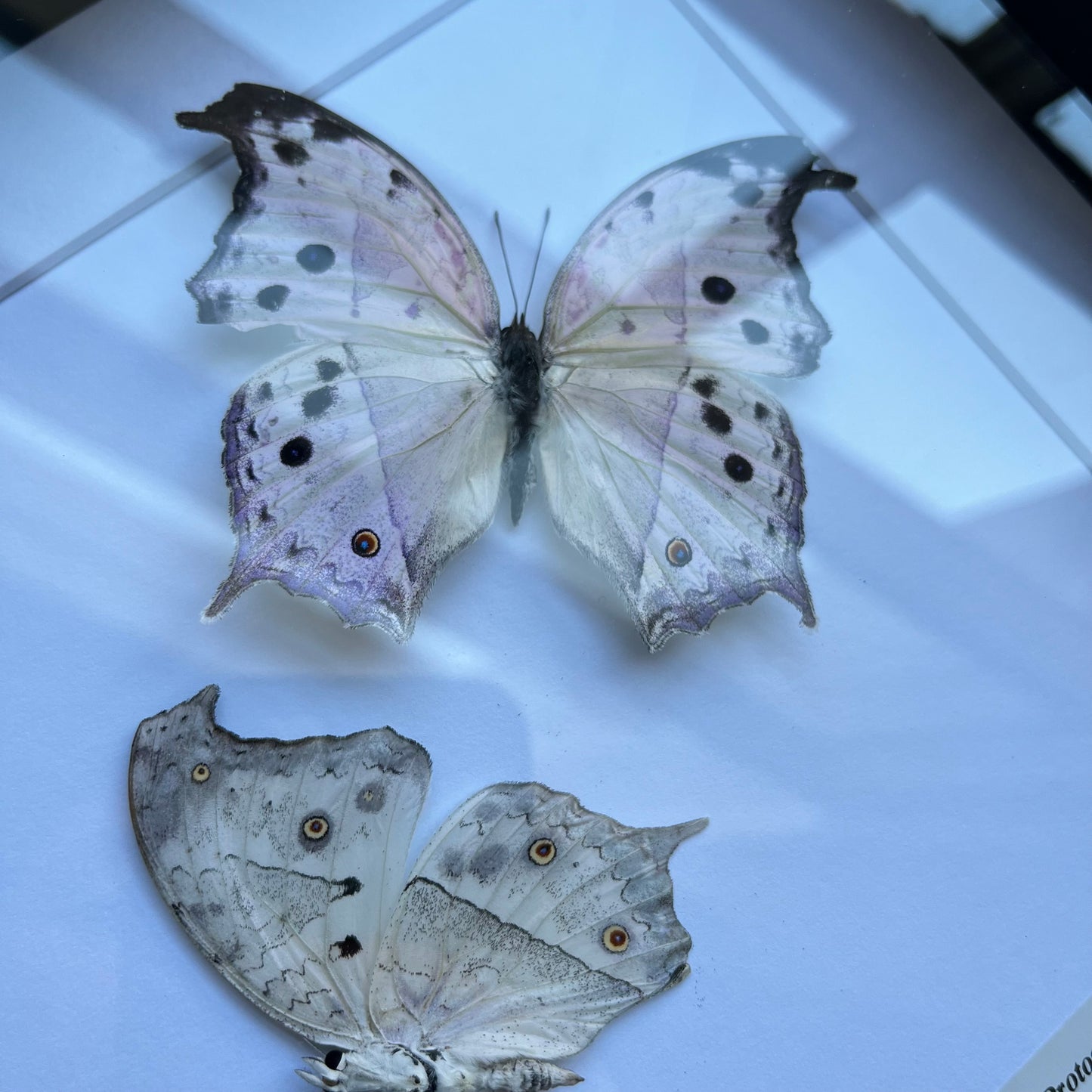 Protogoniomorpha salamis parhassus
