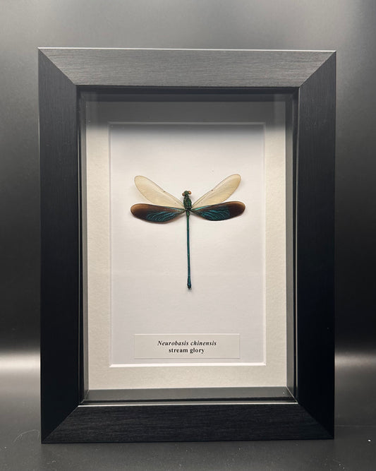 Neurobasis chinensis - stream glory