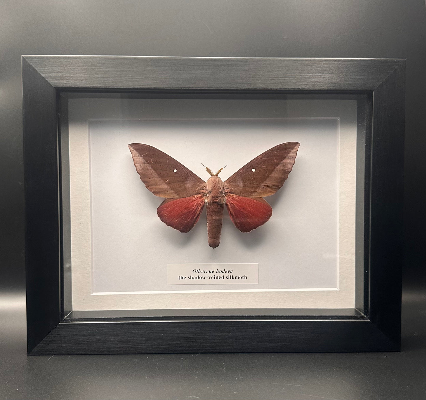 Otherene hodeva - the shadow-veined silkmoth