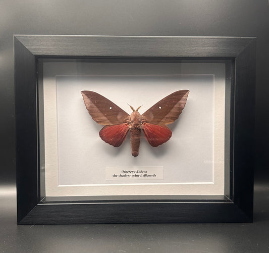 Otherene hodeva - the shadow-veined silkmoth