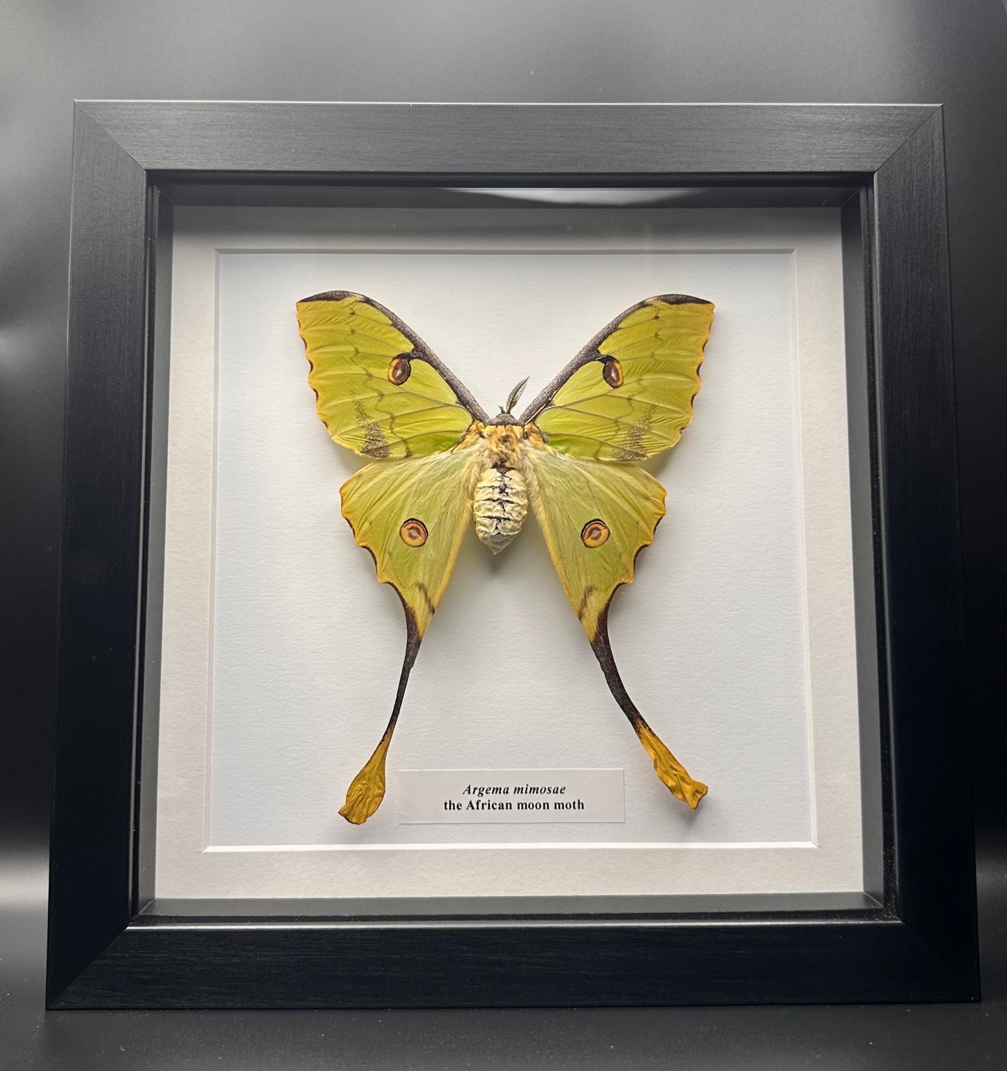 Argema mimosae - the African moon moth