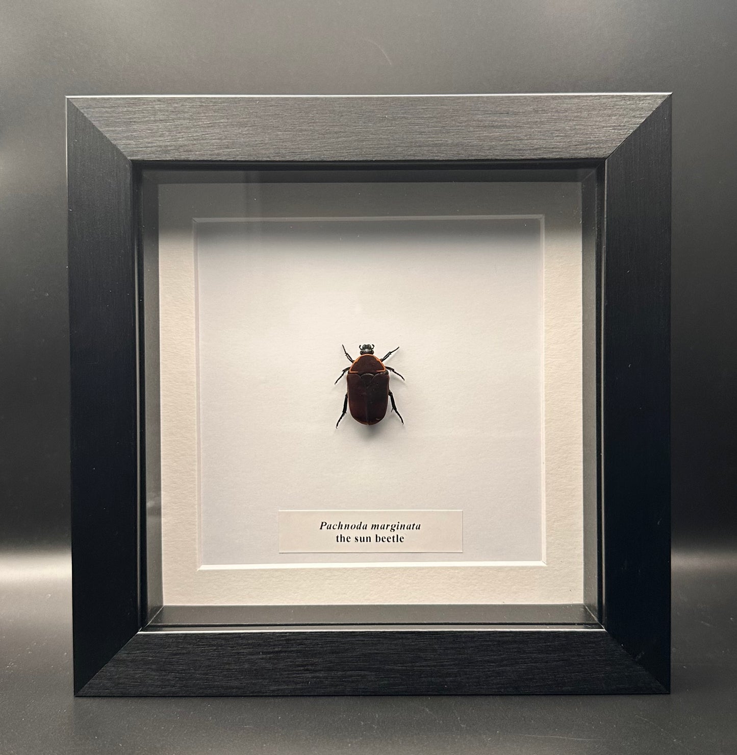 Pachnoda marginata - the sun beetle
