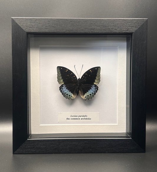 Lexias pardalis - the common archduke